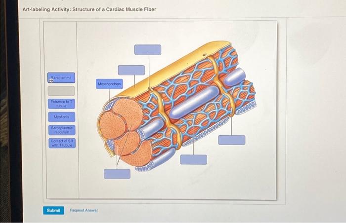 Solved Art-labeling Activity: Structure of a Cardiac Muscle | Chegg.com