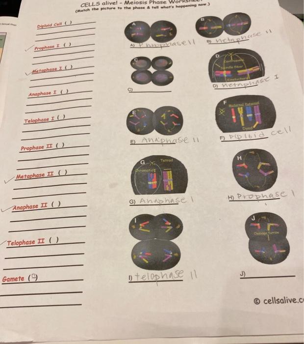 solved-d-wetasci-cells-alive-meiosis-phase-w-match-the-chegg