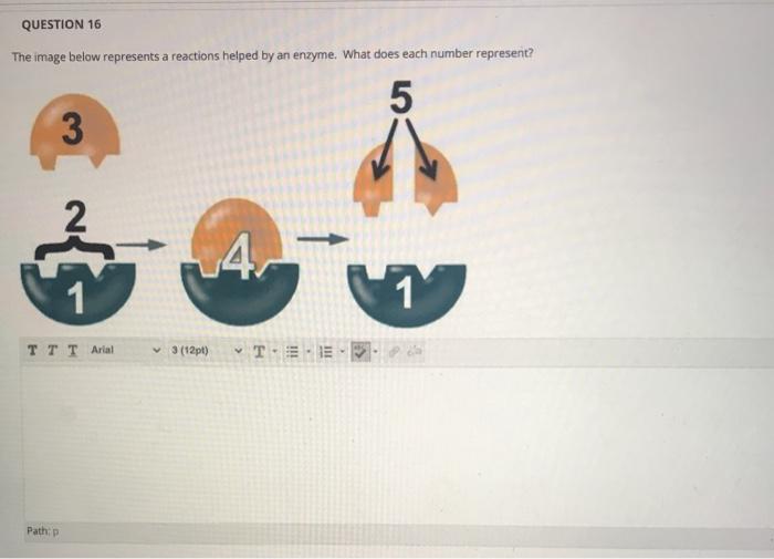 Solved QUESTION 12 Red Blood cells placed in hypertonic | Chegg.com