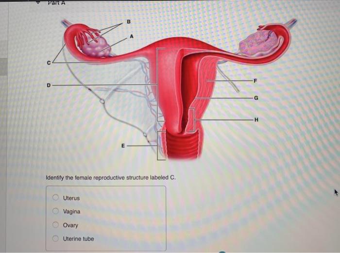 Solved Part A Which of the following can be fertilized | Chegg.com