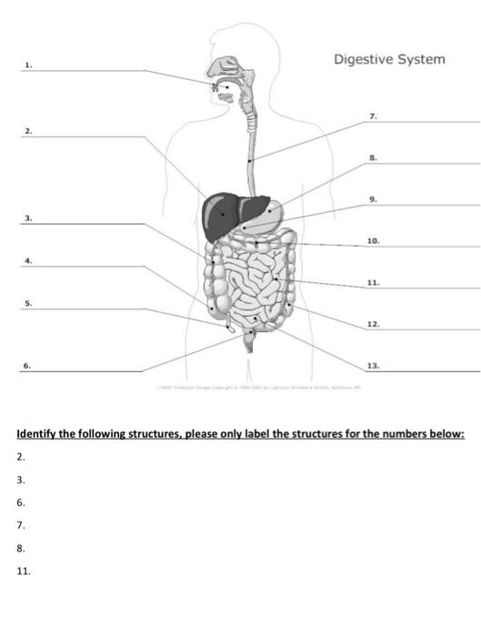 Solved Digestive System 1. 2 10 4. 11 5. 12 6. 13 Identify | Chegg.com