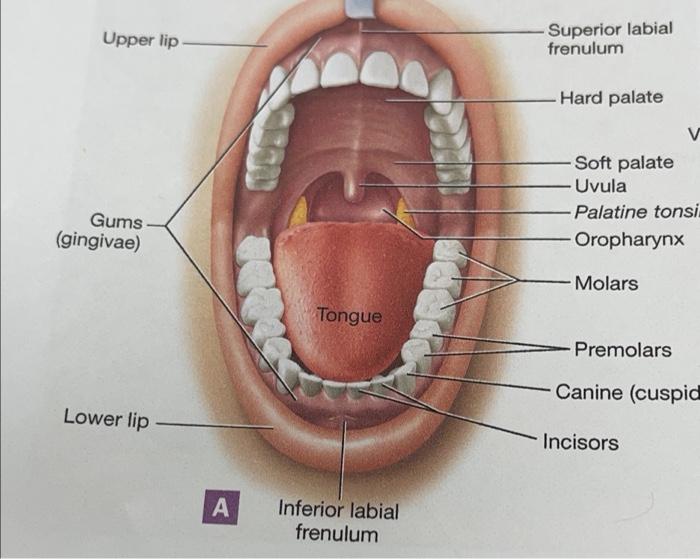 labial frenulum