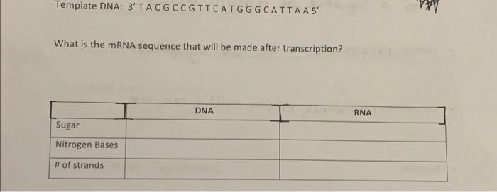 What is the MRNA sequence that will be made after | Chegg.com