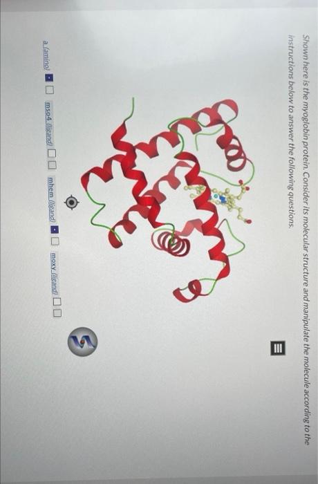 Solved Shown Here Is The Myoglobin Protein. Consider Its | Chegg.com