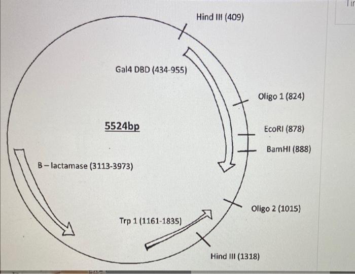 Solved Hind III (409)In you practical you will be performing | Chegg.com