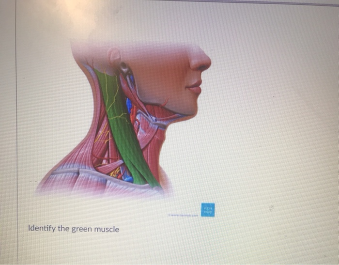Solved Identify the green muscle Question 9 BENE с | Chegg.com