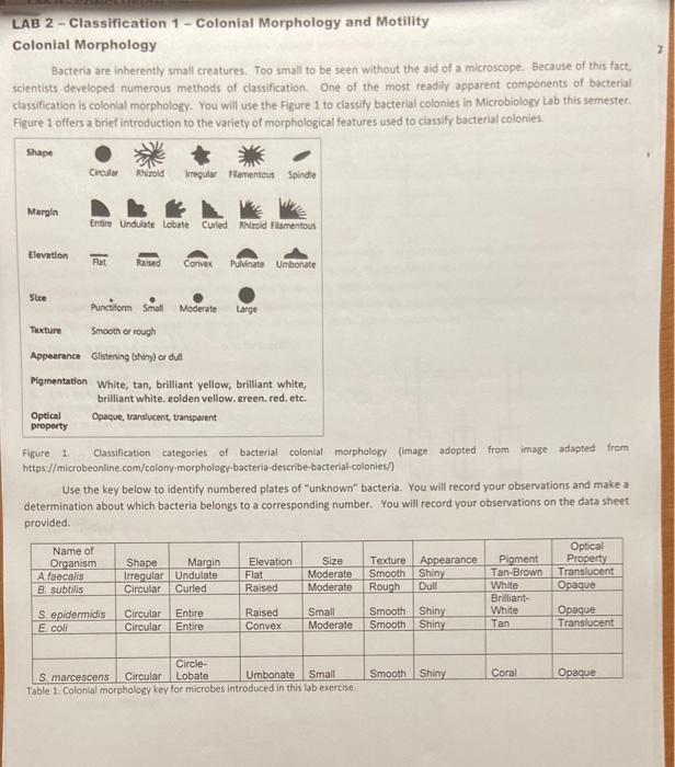 LAB 2 - Classification 1- Colonial Morphology and | Chegg.com