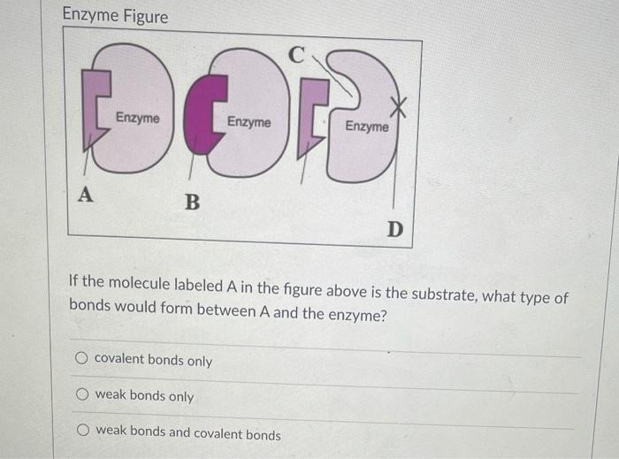 Solved Enzyme Figure Enzyme Enzyme Enzyme A B D If the | Chegg.com