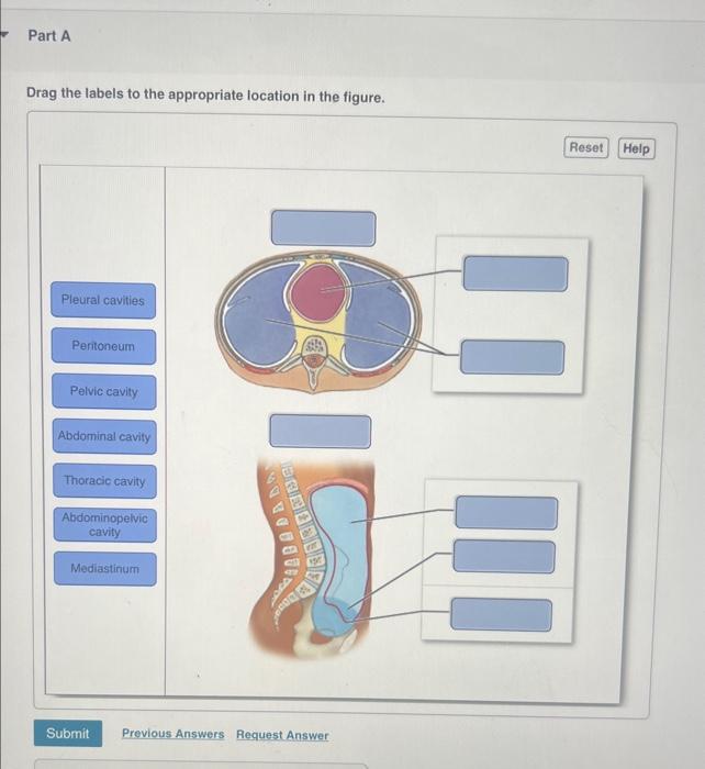 Solved Drag the labels to the appropriate location in the | Chegg.com