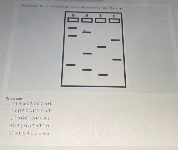 Solved Starting from the sequencing primer, what is the | Chegg.com
