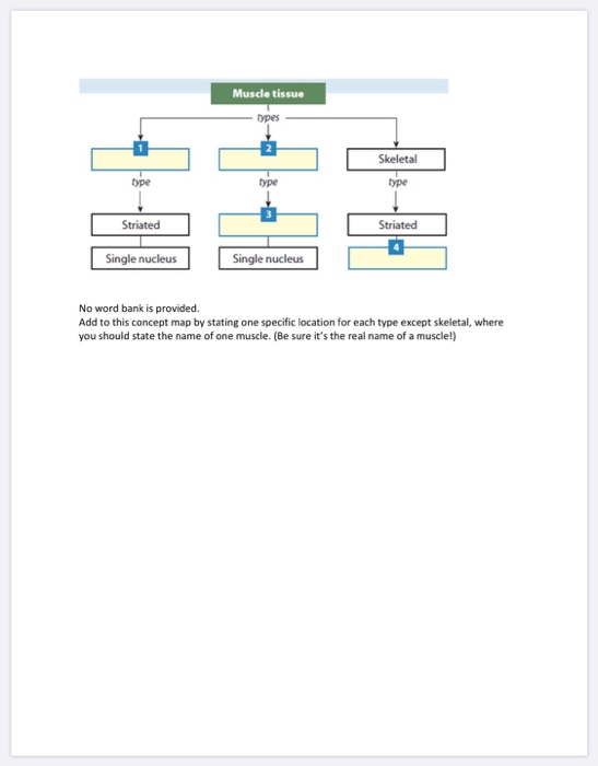 Extracellular Materials And Fluids Concept Map Solved Create A Concept Map For Epithelial Tissue. Use A | Chegg.com