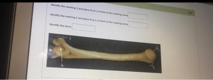 Solved Identify the structure labeled 1 Identify the region | Chegg.com