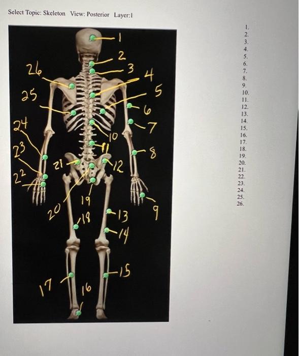 Solved ANATOMY \& PHYSIOLOGY REVEALED SKELETAL SYSTEM
