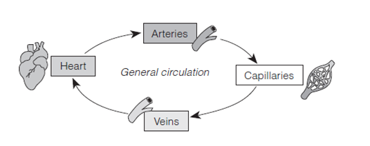 A Simple Schematic Of A So-called General Circulation I... | Chegg.com