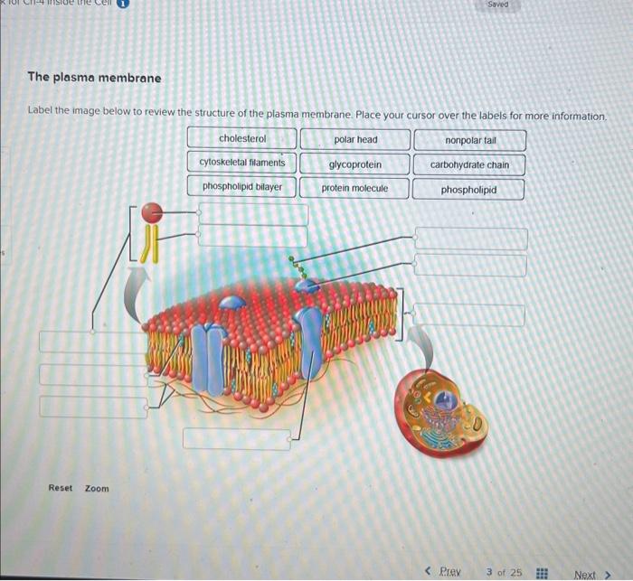 Solved The plasma membrane nation. | Chegg.com
