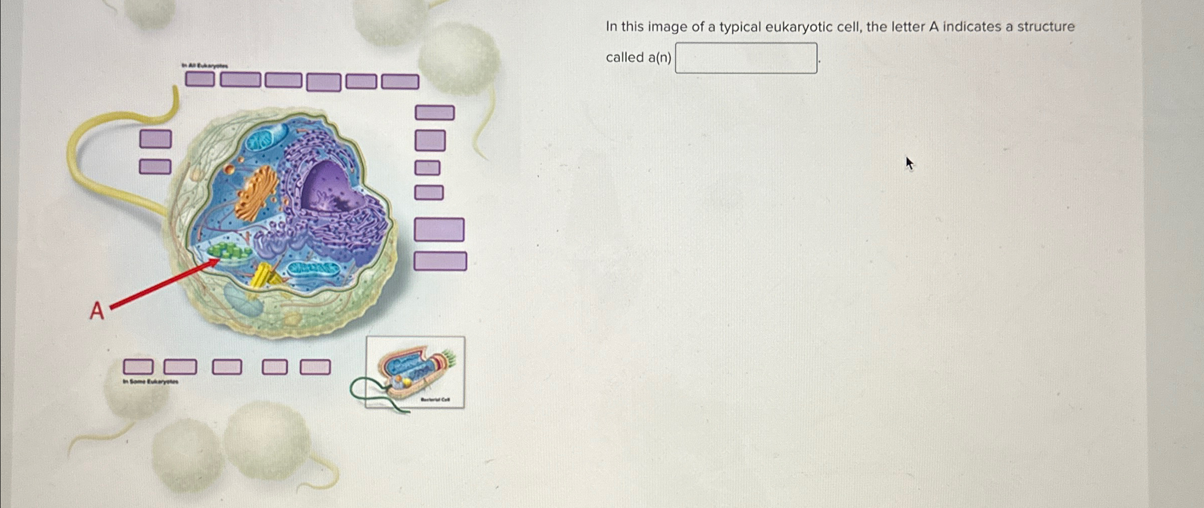 Solved In this image of a typical eukaryotic cell, the | Chegg.com