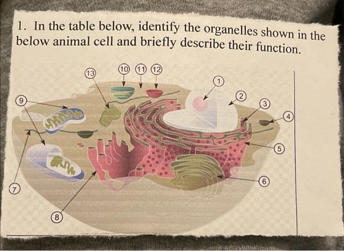 Solved 1. In the table below, identify the organelles shown | Chegg.com