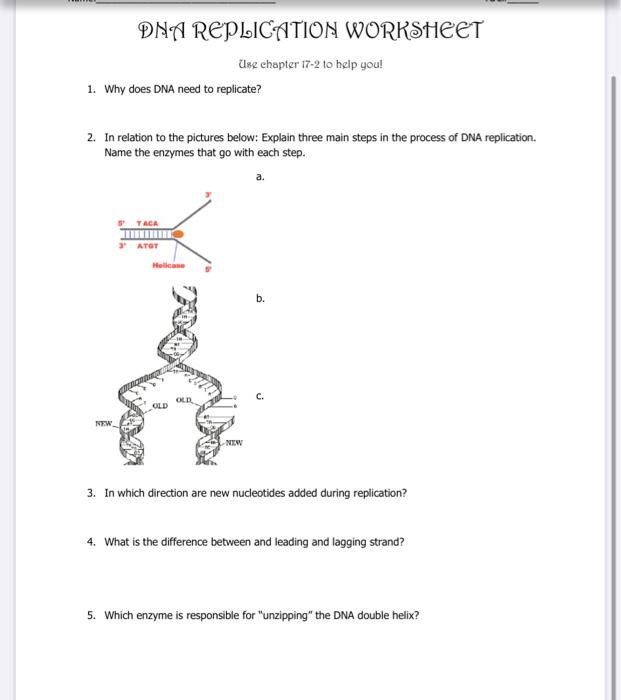 essay questions on dna replication