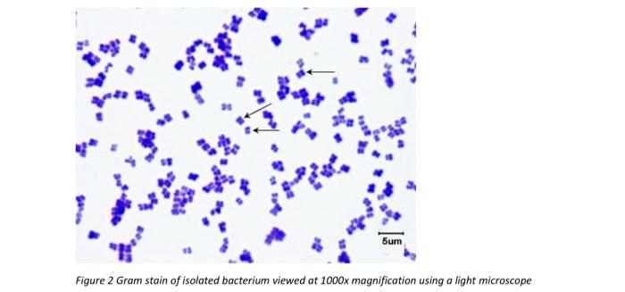 Solved You have isolated a new bacterium species from soil. | Chegg.com