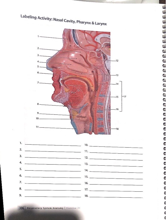 nasal activity