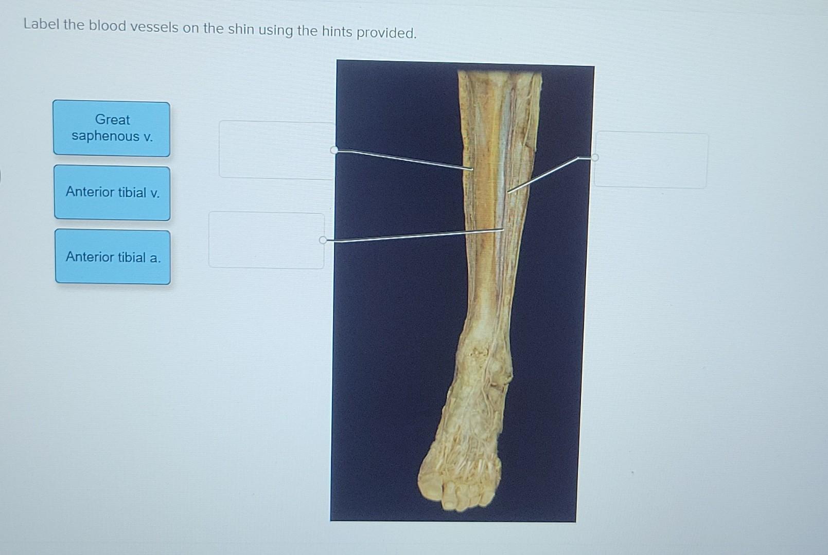 Solved Label the blood vessels on the shin using the hints | Chegg.com