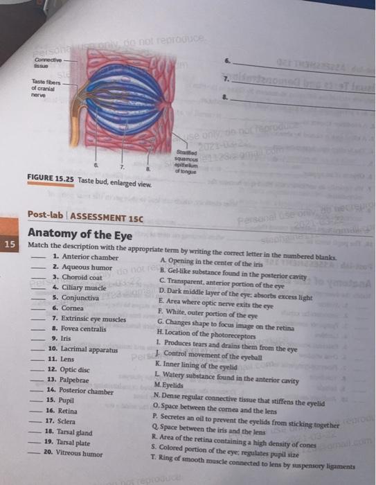 Solved Adeatify the following structures on the ear models | Chegg.com