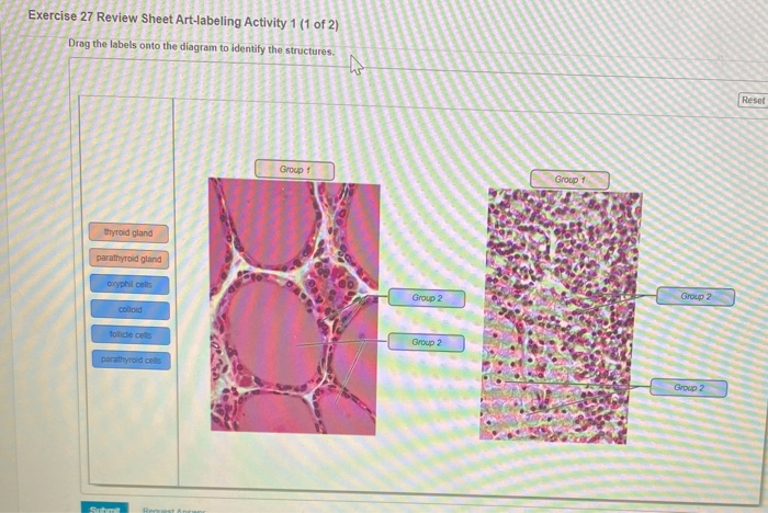 Solved Exercise 27 Review Sheet Art-labeling Activity 1 (1 | Chegg.com ...