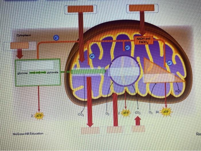 Label B Vitamins' Role In Respiration Many Of The B | Chegg.com