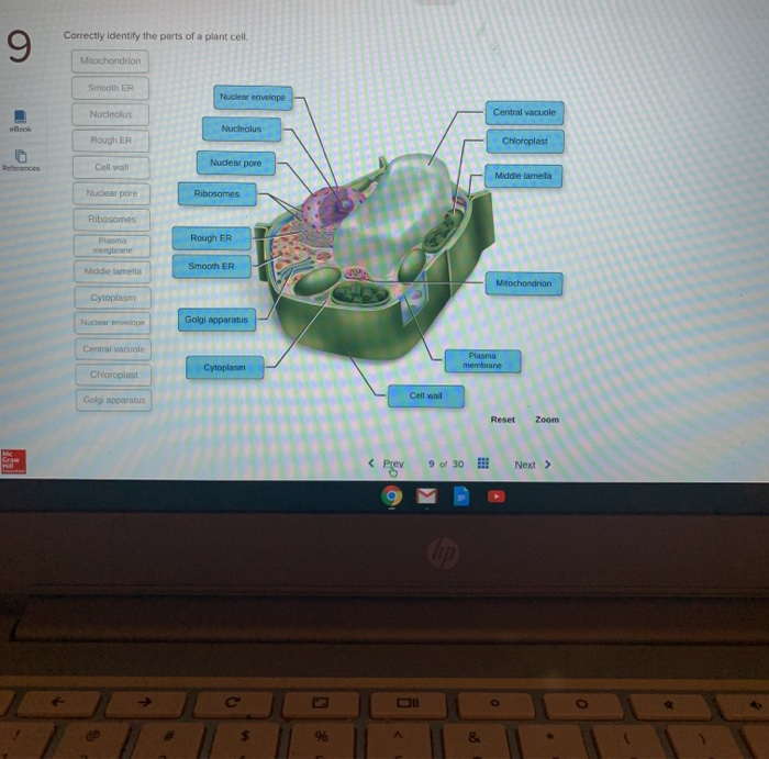 Solved Correctly Identify The Parts Of A Plant Cell. 9 | Chegg.com