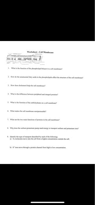 Solved Worksheet-Cell Membrane 1. What is the function of | Chegg.com