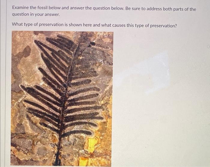 Solved Examine The Fossil Below And Answer The Question | Chegg.com