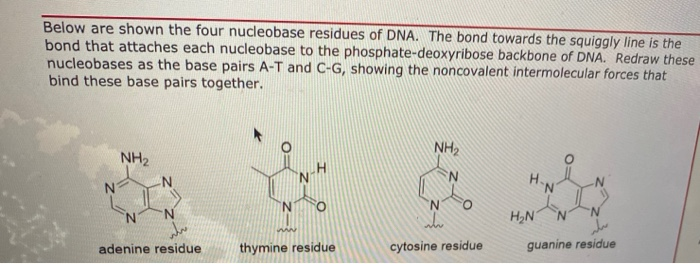 Solved Below are shown the four nucleobase residues of DNA. | Chegg.com