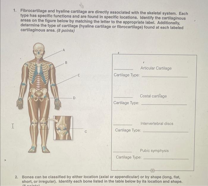 Solved 1. Fibrocartilage and hyaline cartilage are directly