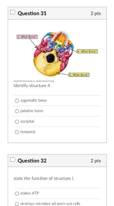 zygomatic bone
palatine bone
occipital
temporal
Question 32
state the function of structure I.
makes ATP
destroys microbes ad