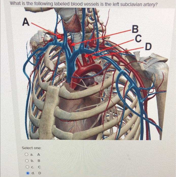 Solved What is the following labeled blood vessels is the | Chegg.com