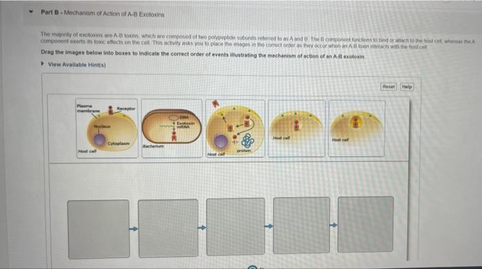 Solved Foundation Figure 15.4: Mechanisms of Exotoxins and | Chegg.com