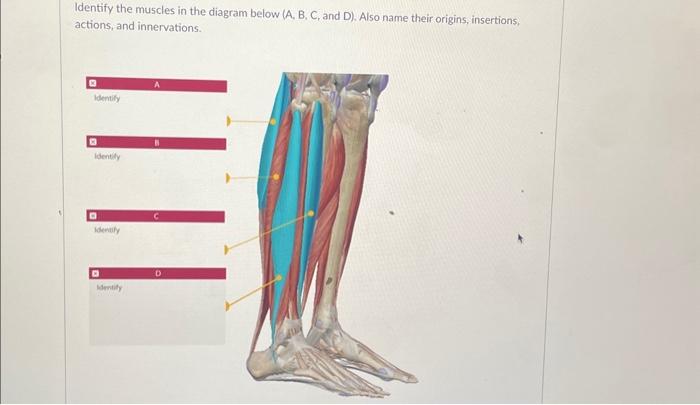 Solved Identify The Muscles In The Diagram Below (A, B, C, | Chegg.com