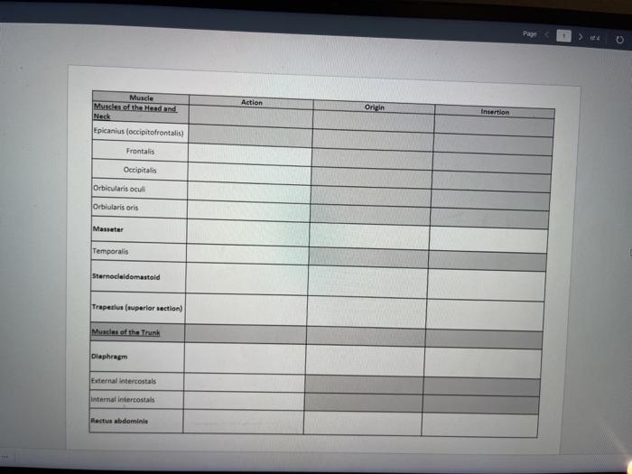 Page Action Origin Muscle Muscles of the Head and Neck Epicanius (occipitofrontalis) Insertion Frontalis Occipitalis Orbicula