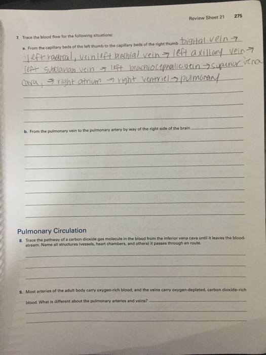 Solved 275 Review Sheet 21 7. Trace the blood flow for the | Chegg.com