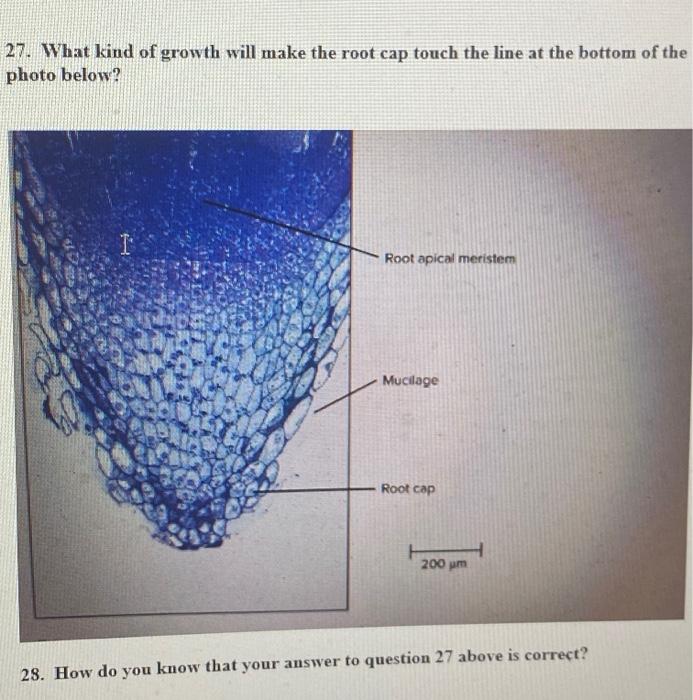 Solved 27. What kind of growth will make the root cap touch | Chegg.com