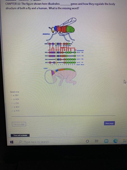 Solved CHAPTER 32: The Figure Shown Here Illustrates Genes | Chegg.com