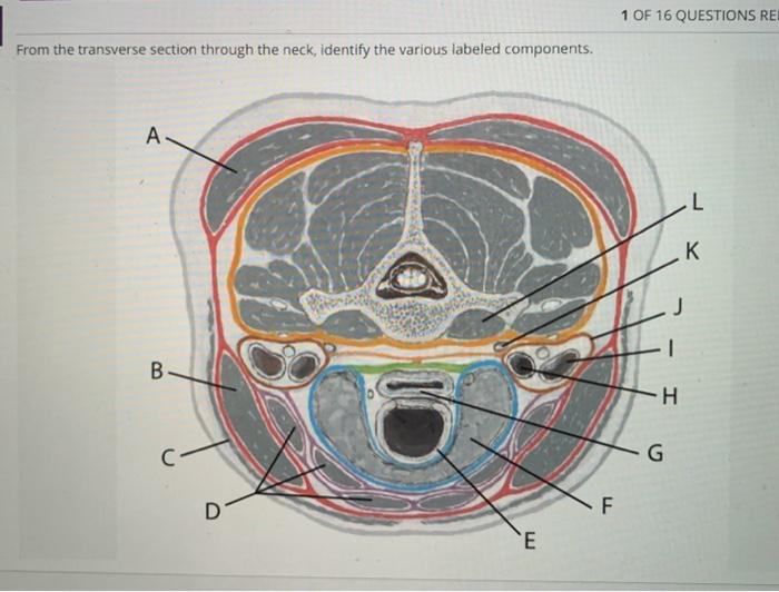 Solved From the transverse section through the neck, | Chegg.com