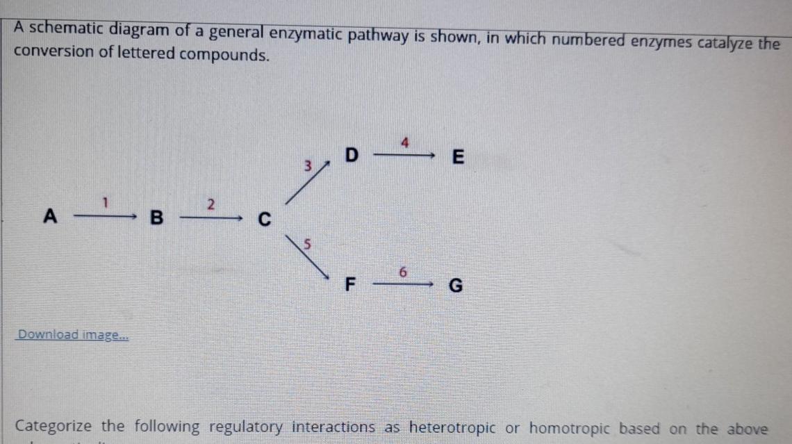 Solved Enzymes are regulated in many ways, including | Chegg.com