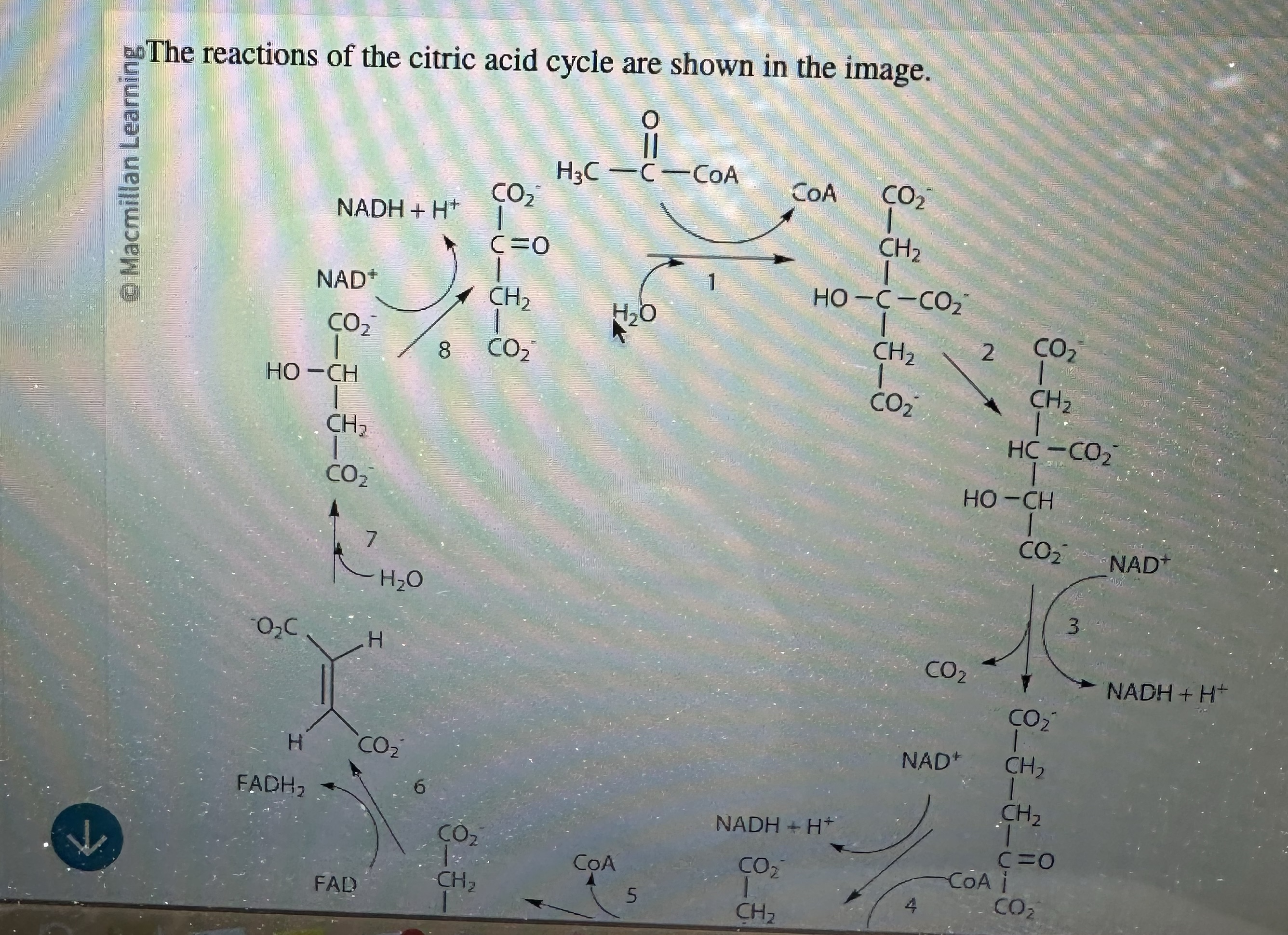 Solved ?∞ ﻿The reactions of the citric acid cycle are shown | Chegg.com