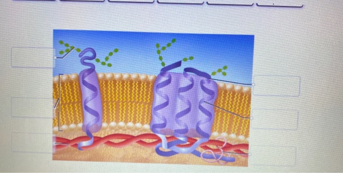 Correctly Identify The Following Parts Of Transmembrane Proteins