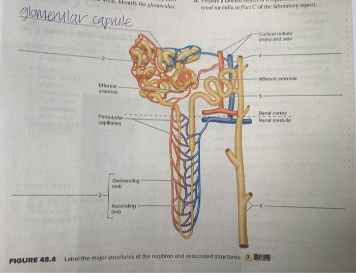 Solved I mean, Identify the glomerulus, 5. PINTURIU NICIUM | Chegg.com