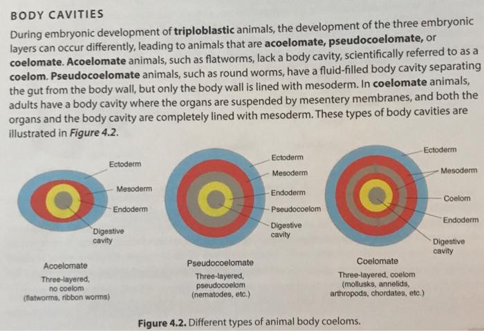 types of coelom in animals