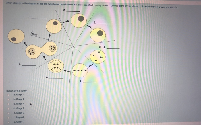 Solved Which stage(s) in the diagram of the cell cycle below | Chegg.com