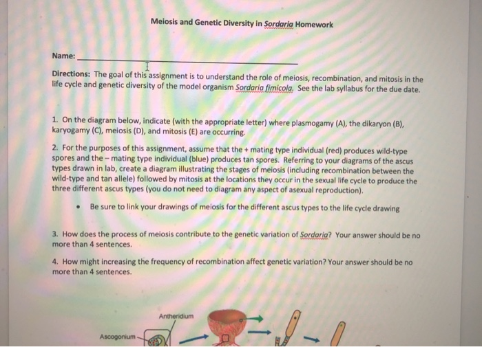 Meiosis and genetic diversity in sordaria homework 08 image