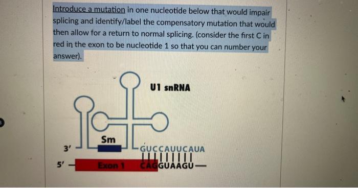 Solved Introduce a mutation in one nucleotide below that | Chegg.com